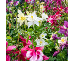 Akelei - Aquilegia 'Mc Kana Hybrids'