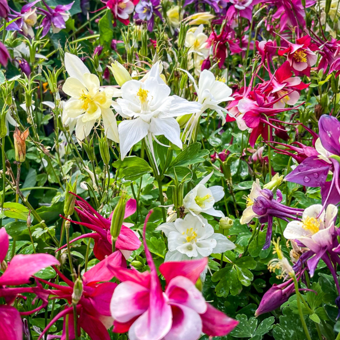 Akelei - Aquilegia 'Mc Kana Hybrids'