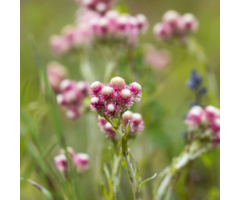 Rozenkransje - Antennaria dioica