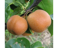 Nashi peer- Pyrus pyrifolia 'Nashii'