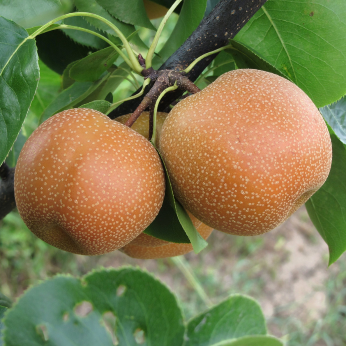 Nashi peer- Pyrus pyrifolia 'Nashii'