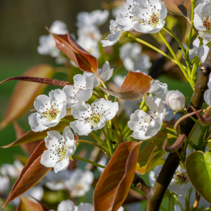 Nashi peer- Pyrus pyrifolia 'Nashii'