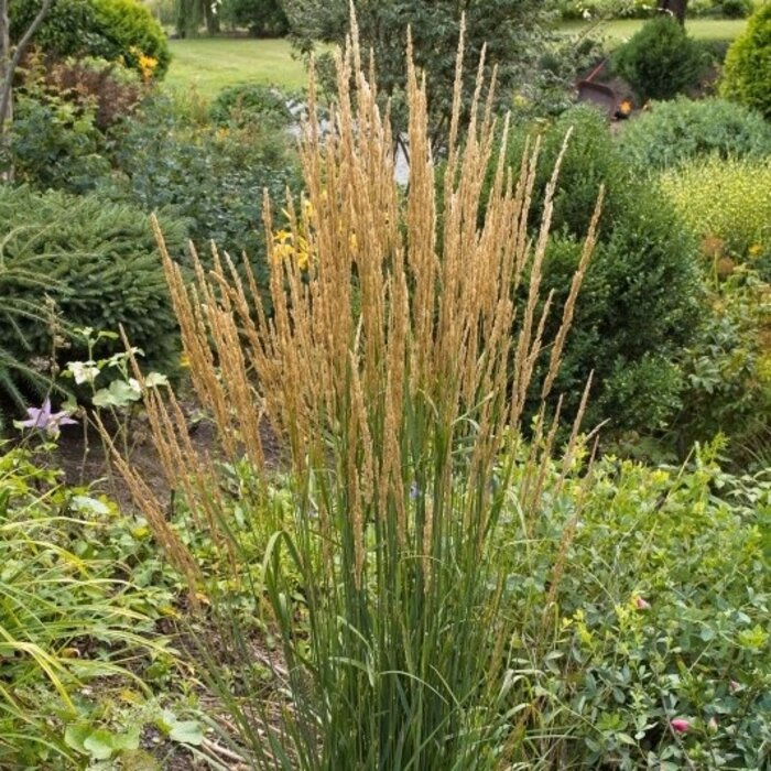 Struisriet - Calamagrostris Karl Foerster