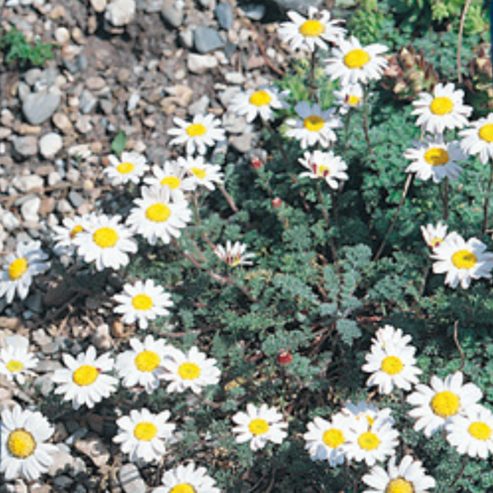 Marokkaanse kamille - Anacyclus depressus