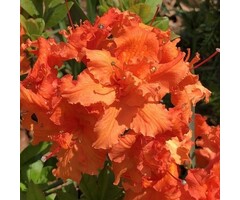 Azalea knaphill (mollis)  'Gibraltar' Oranje