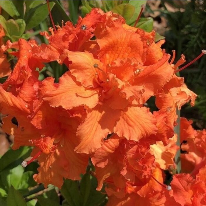 Azalea knaphill (mollis)  'Gibraltar' Oranje