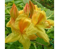 Azalea knaphill (mollis) 'Harvest Moon' geel