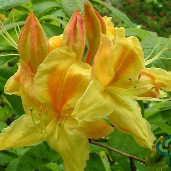 Azalea knaphill (mollis) 'Harvest Moon' geel