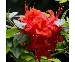 Azalea knaphill (mollis) 'Royal Command' Rood