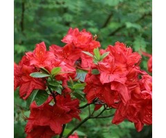 Azalea knaphill (mollis) 'Satan' Rood