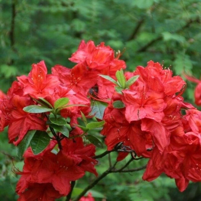 Azalea knaphill (mollis) 'Satan' Rood