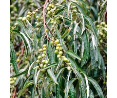 Smalle Olijfwilg - Elaeagnus angustifolia