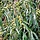 Smalle Olijfwilg - Elaeagnus angustifolia -> PRE-ORDER