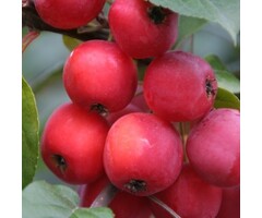 Meerstammige Appelboom - Malus 'Red Sentinel' meerstammig