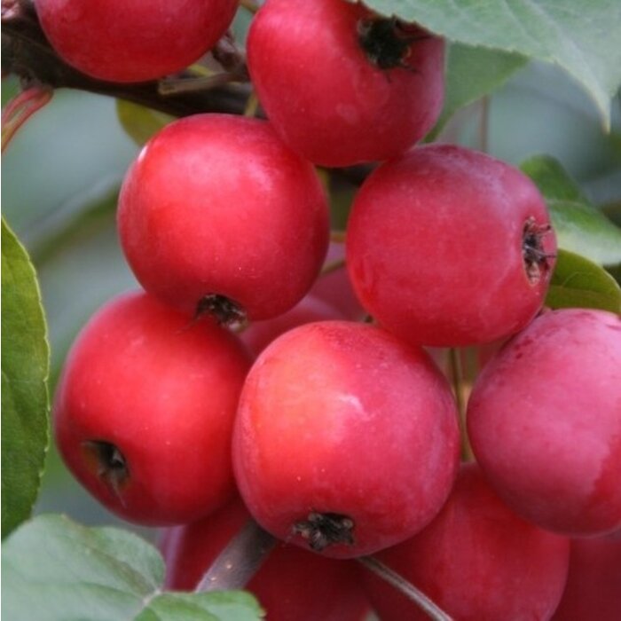 Appelboom - Malus 'Red Sentinel' meerstammig