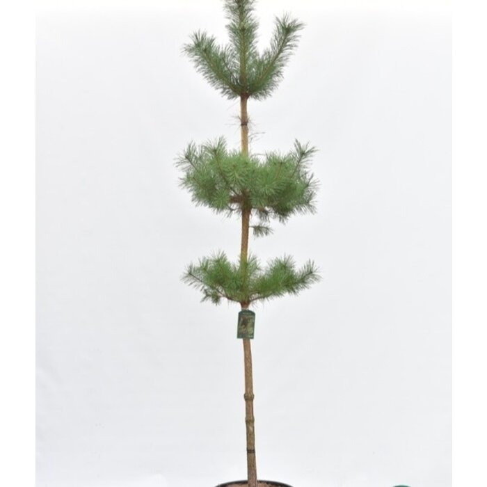 Bergden boomvorm - Pinus nigra nigra