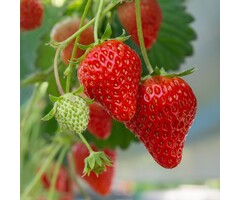 Aardbei - Fragaria anannans white