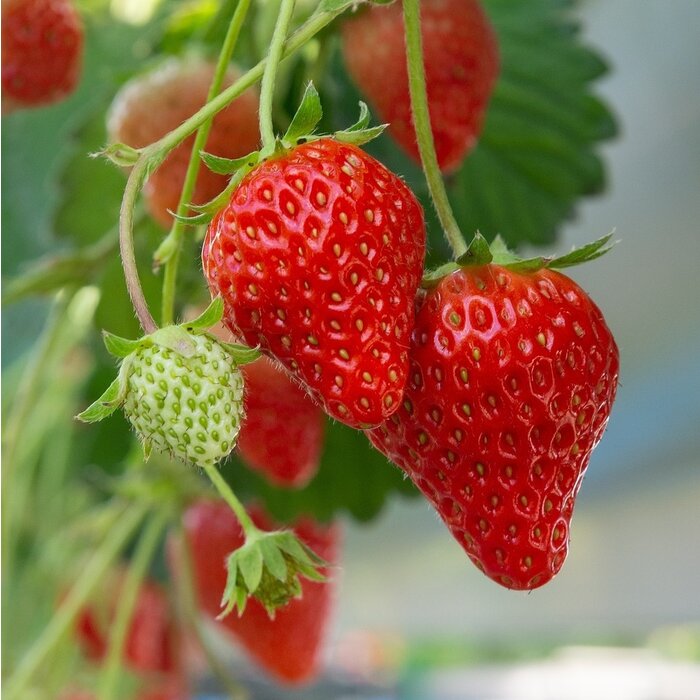 Aardbei - Fragaria anannans white
