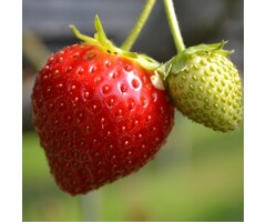 Aardbei - Fragaria anannans deep roze