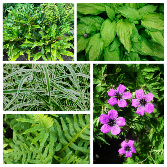 Borderpakket Schaduwplanten  D (1 m2)