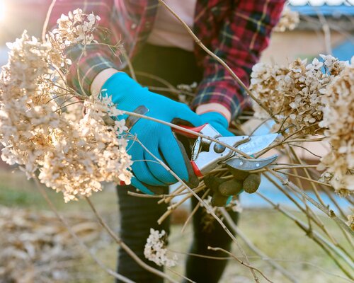5x Snoeien in de maand maart