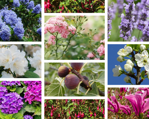 Planttips voor Moederdag