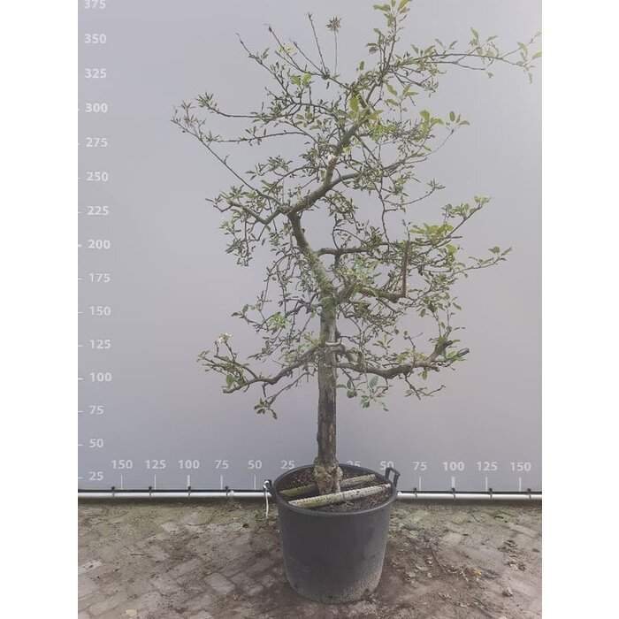 Oude Appelboom - Malus domestica 'Jonagold' karakterstruik