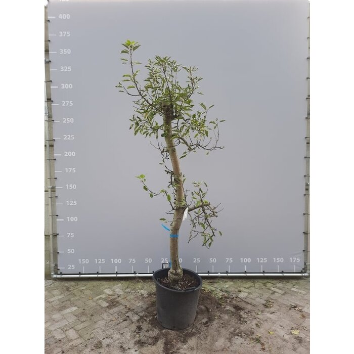 Oude Appelboom - Malus domestica 'Jonagold' karakterstruik