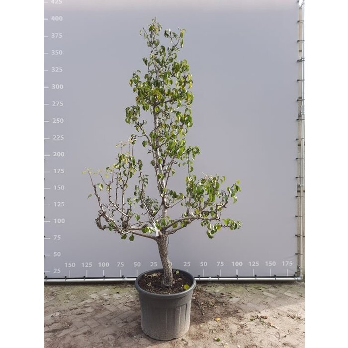 Oude Perenboom - Pyrus communis 'Conference' karakterstruik
