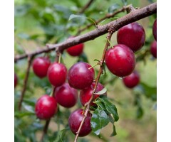 Oude pruimenboom - Prunus domestica 'Opal' karakterstruik