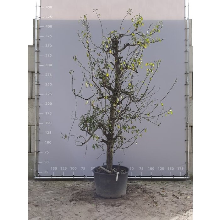 Oude pruimenboom - Prunus domestica 'Opal' karakterstruik