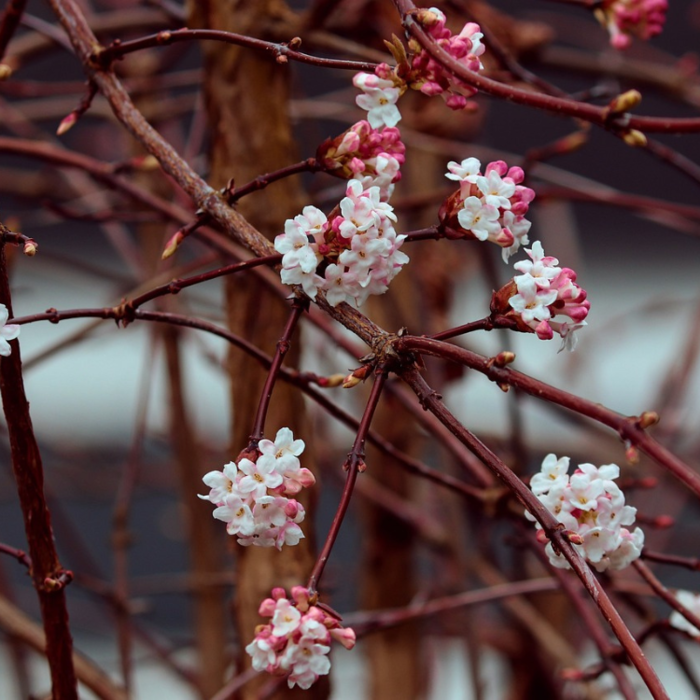 Viburnum bodnantense 'Dawn' op stam