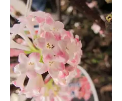 Viburnum bodnantense 'Dawn' op stam