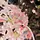 Viburnum bodnantense 'Dawn' op stam