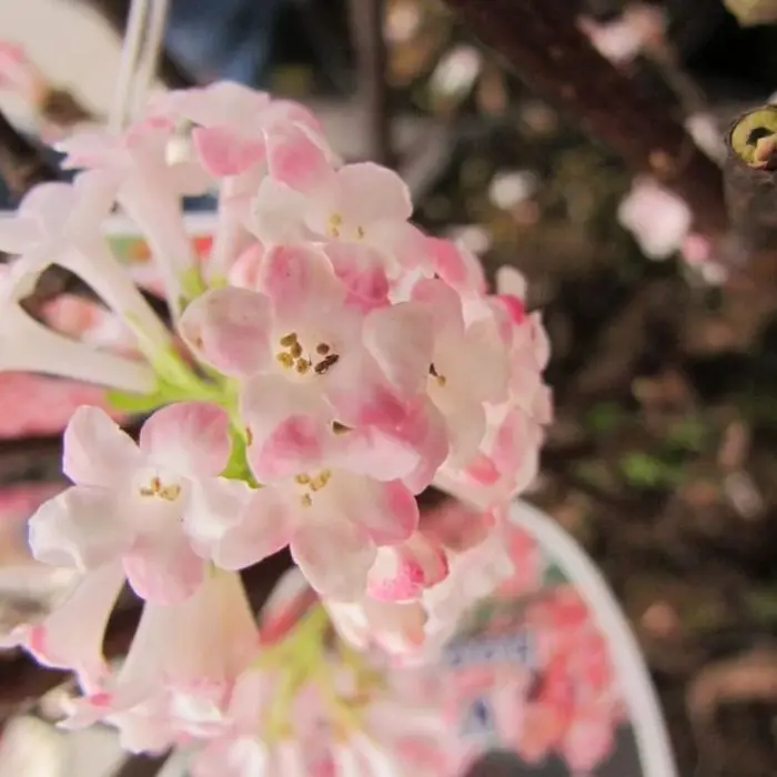 Viburnum bodnantense 'Dawn' op stam
