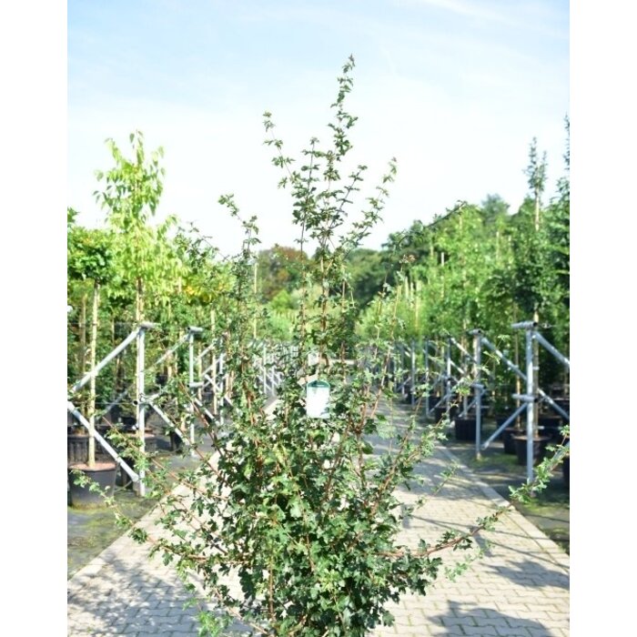 Spaanse aak (Acer campestre) - Meerstammig