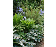 Borderpakket Schaduwplanten A (1 m2)