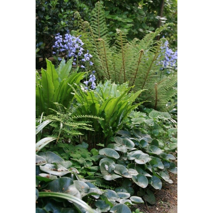 Borderpakket Schaduwplanten A (1 m2)
