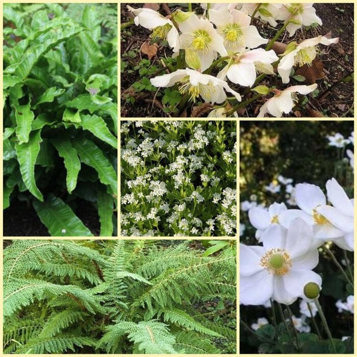 Borderpakket Schaduwplanten  C (8 m2)