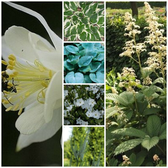 Borderpakket Schaduwplanten  C (2 m2)