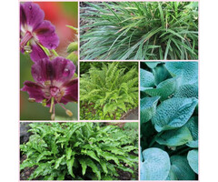 Borderpakket Schaduwplanten  D (6 m2)