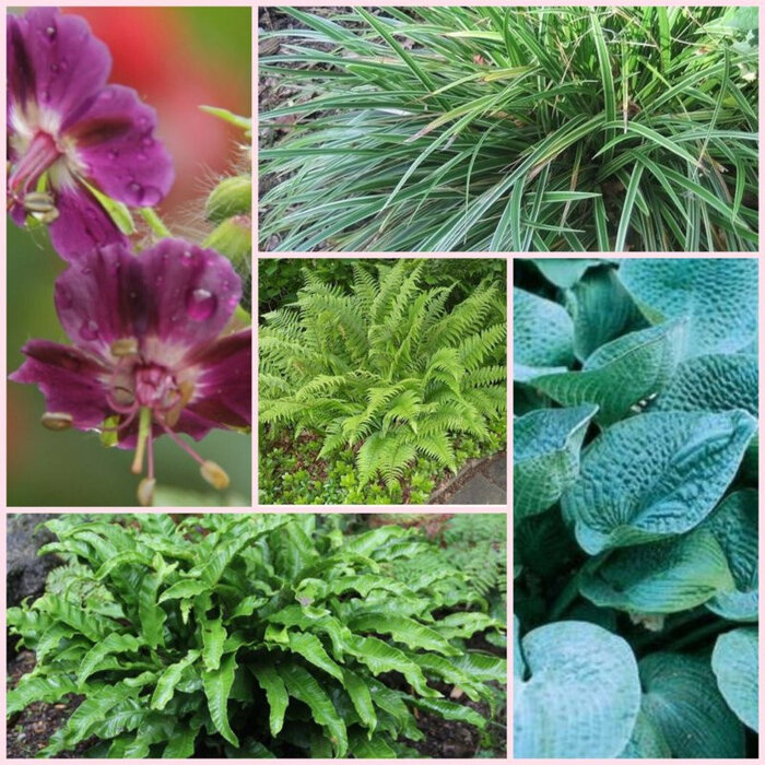 Borderpakket Schaduwplanten  D (6 m2)