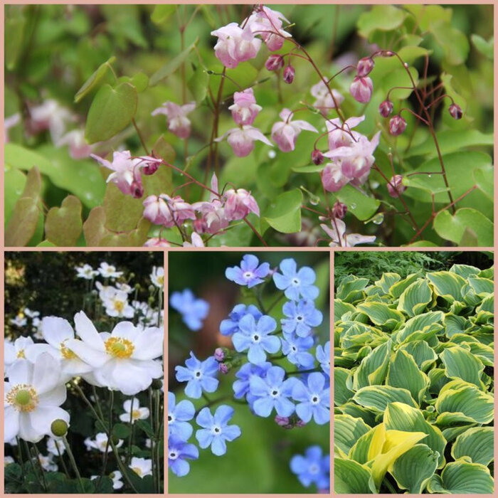 Borderpakket Schaduwplanten  E (4 m2)