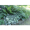Borderpakket Schaduwplanten F (1 m2)