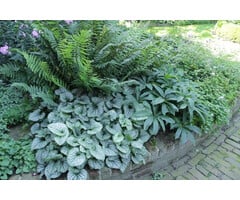 Borderpakket Schaduwplanten F (1 m2)