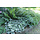 Borderpakket Schaduwplanten F (1 m2)