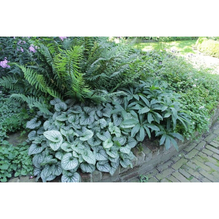 Borderpakket Schaduwplanten F (1 m2)