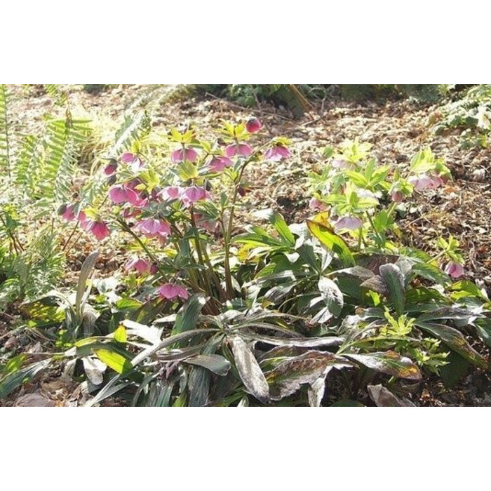 Borderpakket Schaduwplanten F (1 m2)