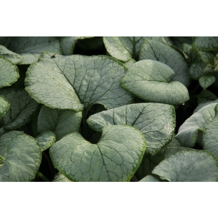 Borderpakket Schaduwplanten F (1 m2)