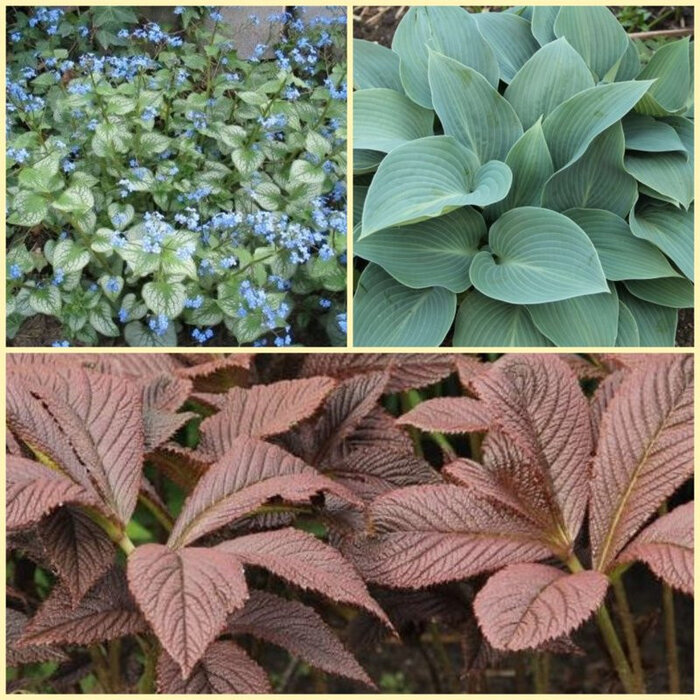 Borderpakket Schaduwplanten H (3 m2)